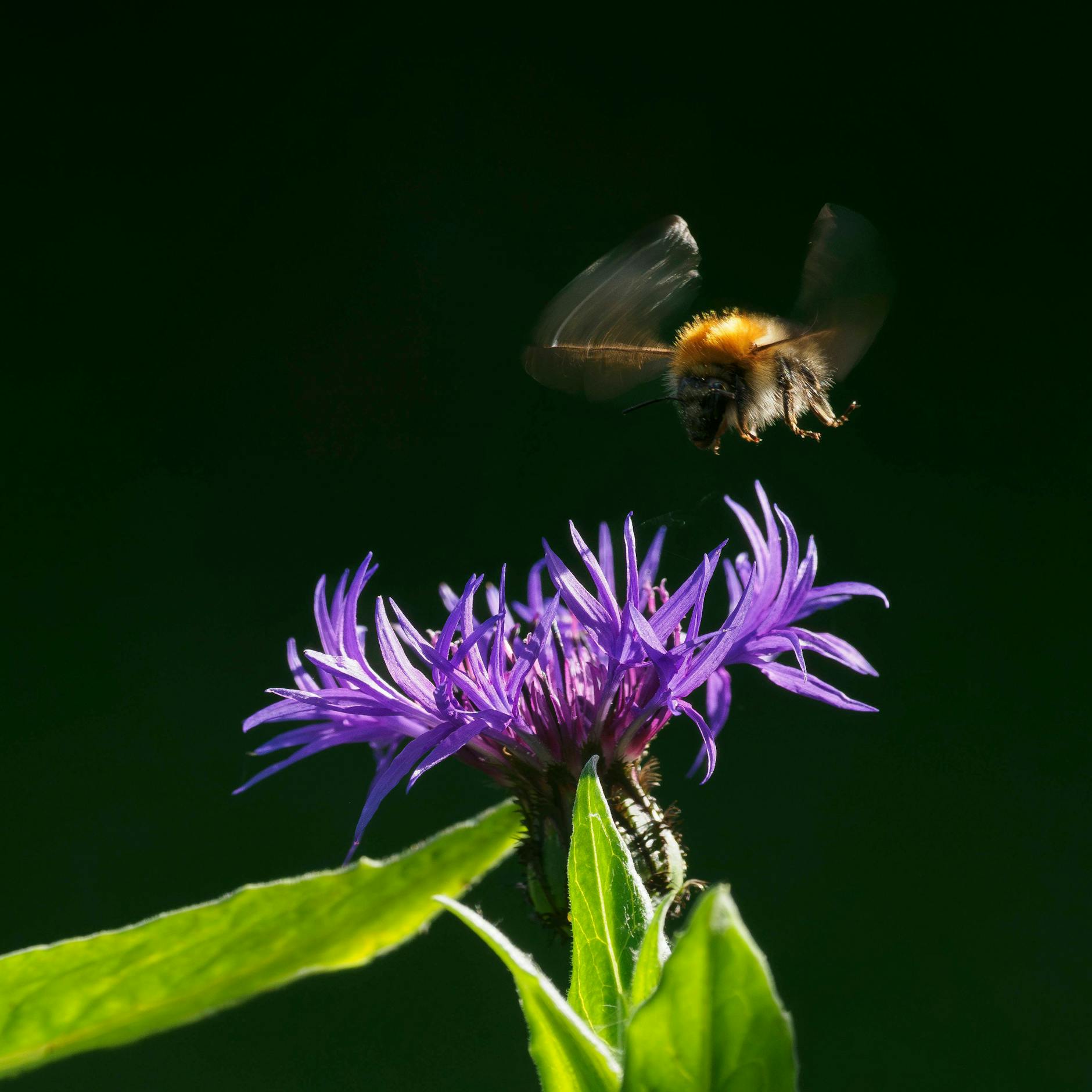 Image - Charlottenburg-Wilmersdorf: Wildstauden am Eberbacher Platz gepflanzt