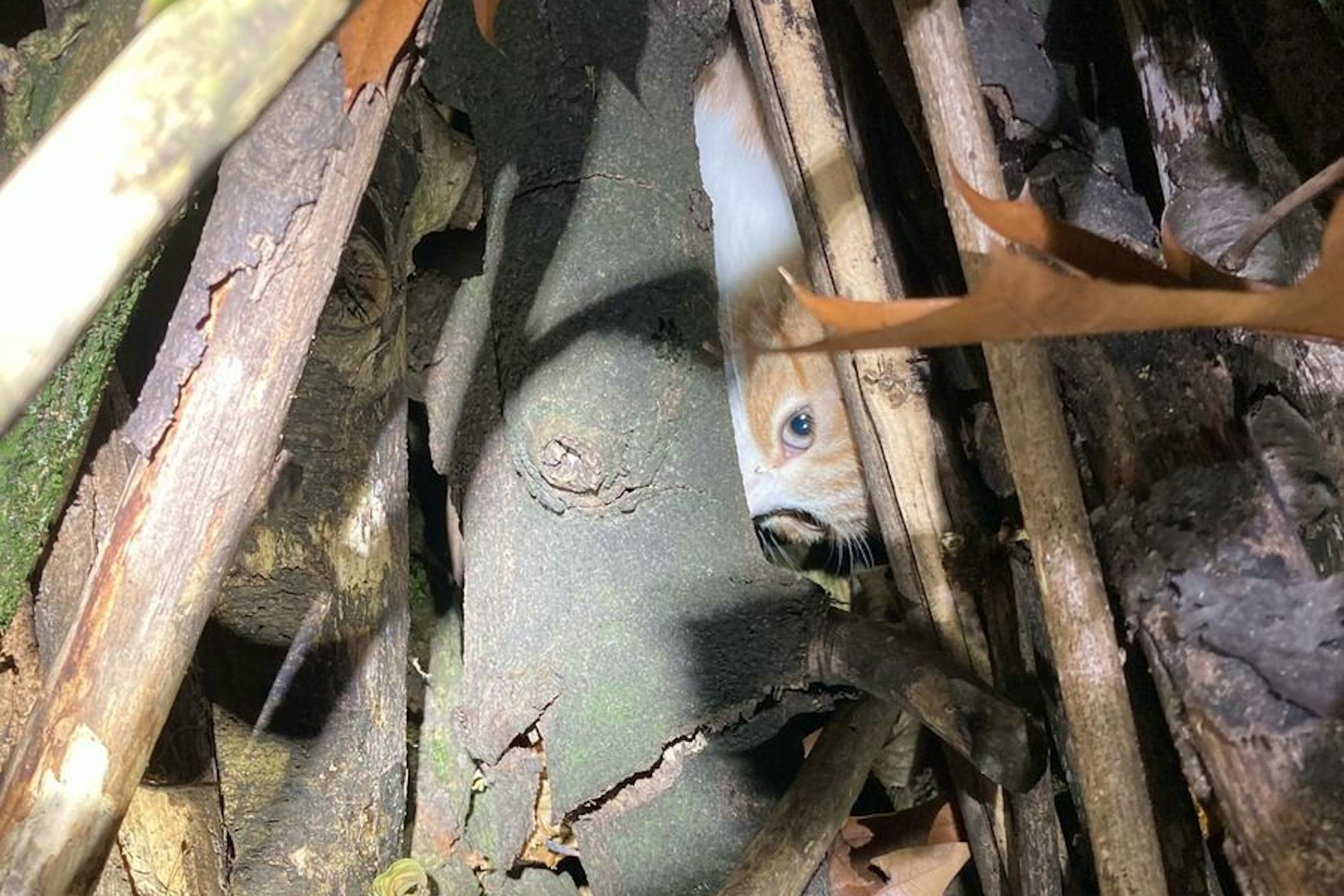 Das kleine Kätzchen guckt völlig verängstigt aus dem Holzstapel - zwei unbekannte Täter hatten zuvor versucht, den selbst errichteten Scheiterhaufen anzuzünden.