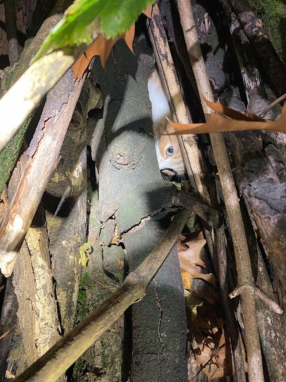 Das kleine Kätzchen guckt völlig verängstigt aus dem Holzstapel - zwei unbekannte Täter hatten zuvor versucht, den selbst errichteten Scheiterhaufen anzuzünden.