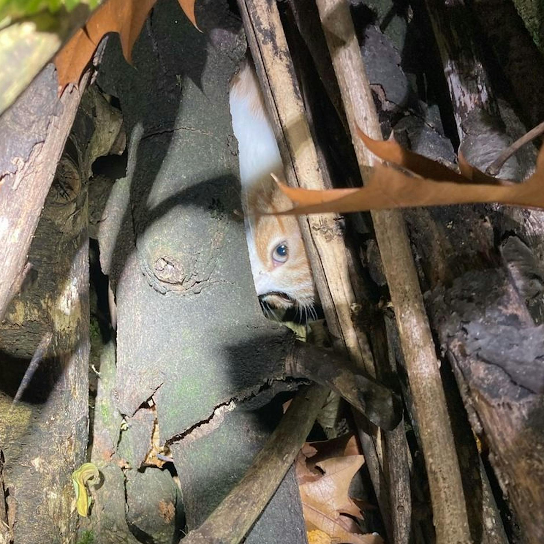 Horror-Plan: Tierquäler wollten Katze auf Scheiterhaufen verbrennen!