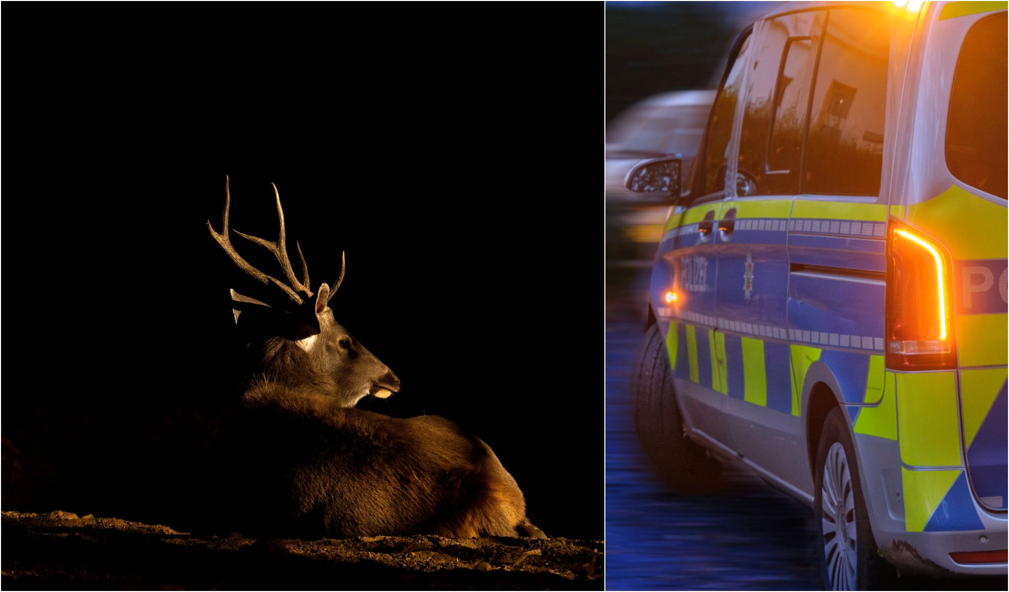 Hirsch-Chaos auf der A11 – sechs Autos krachen wild zusammen