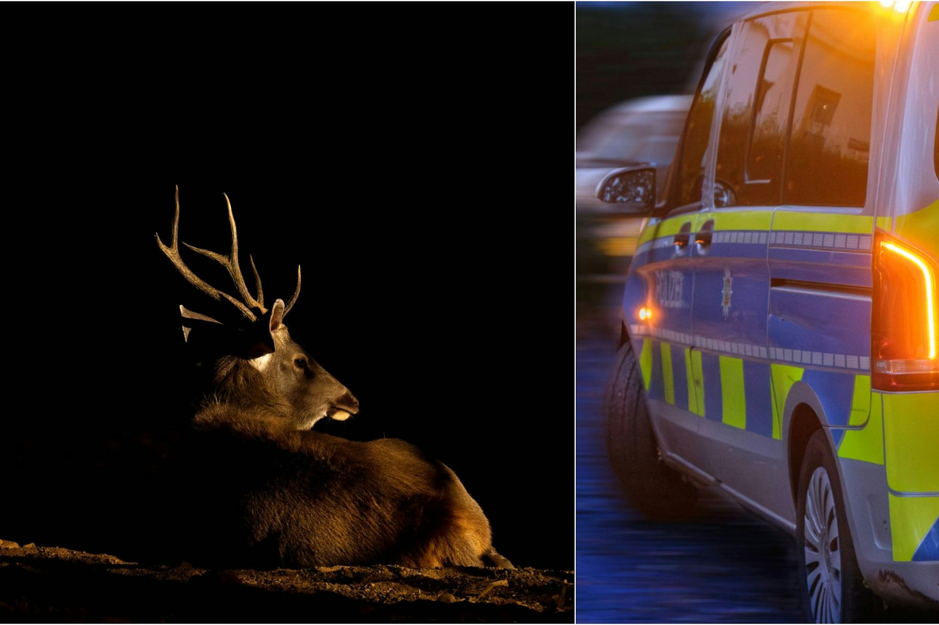 Symbolfoto: Ein ungewöhnlicher Vorfall erschütterte am Donnerstagabend die A11 bei Warnitz, einem Ort im Landkreis Uckermark in Brandenburg, nördlich von Berlin. Zwischen den Ausfahrten Pfingstberg und Warnitz plötzlich kam es zu einer dramatischen Unfallserie, als ein Hirsch auf die Autobahn sprang.
