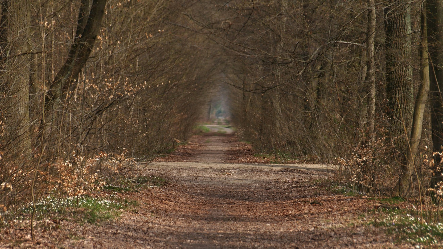Im Wald bei Brieselang soll es angeblich spuken - sucht hier ein Geist nach seiner verstorbenen Tochter?