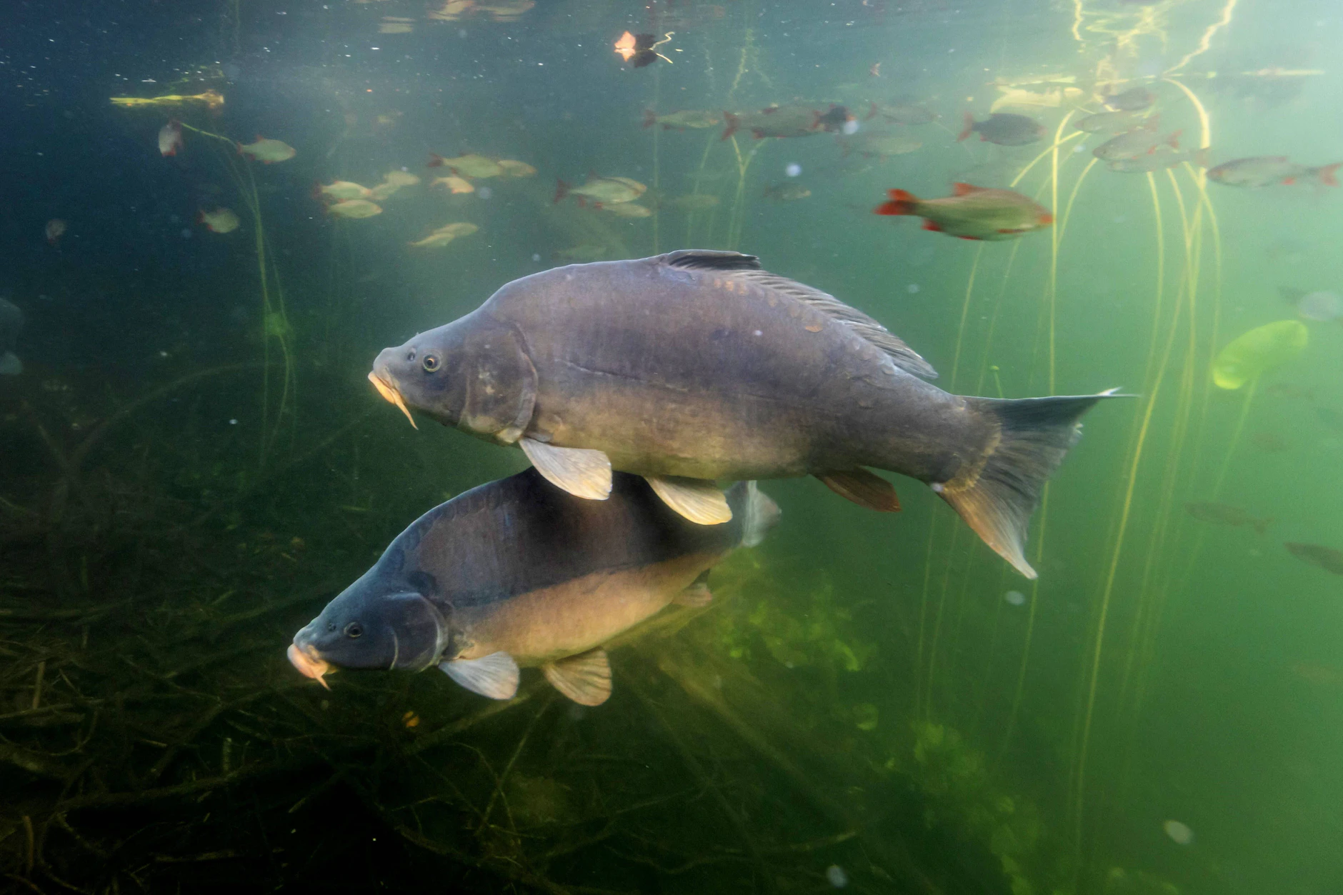 Der Karpfen ist ein beliebter Festtagsfisch und wird in Deutschland seit Jahrhunderten gezüchtet. In den Peitzer Teichen wachsen die Fische drei Sommer lang heran, bevor sie am Ende des Jahres geerntet und für das Weihnachts- und Silvestergeschäft verkauft werden.