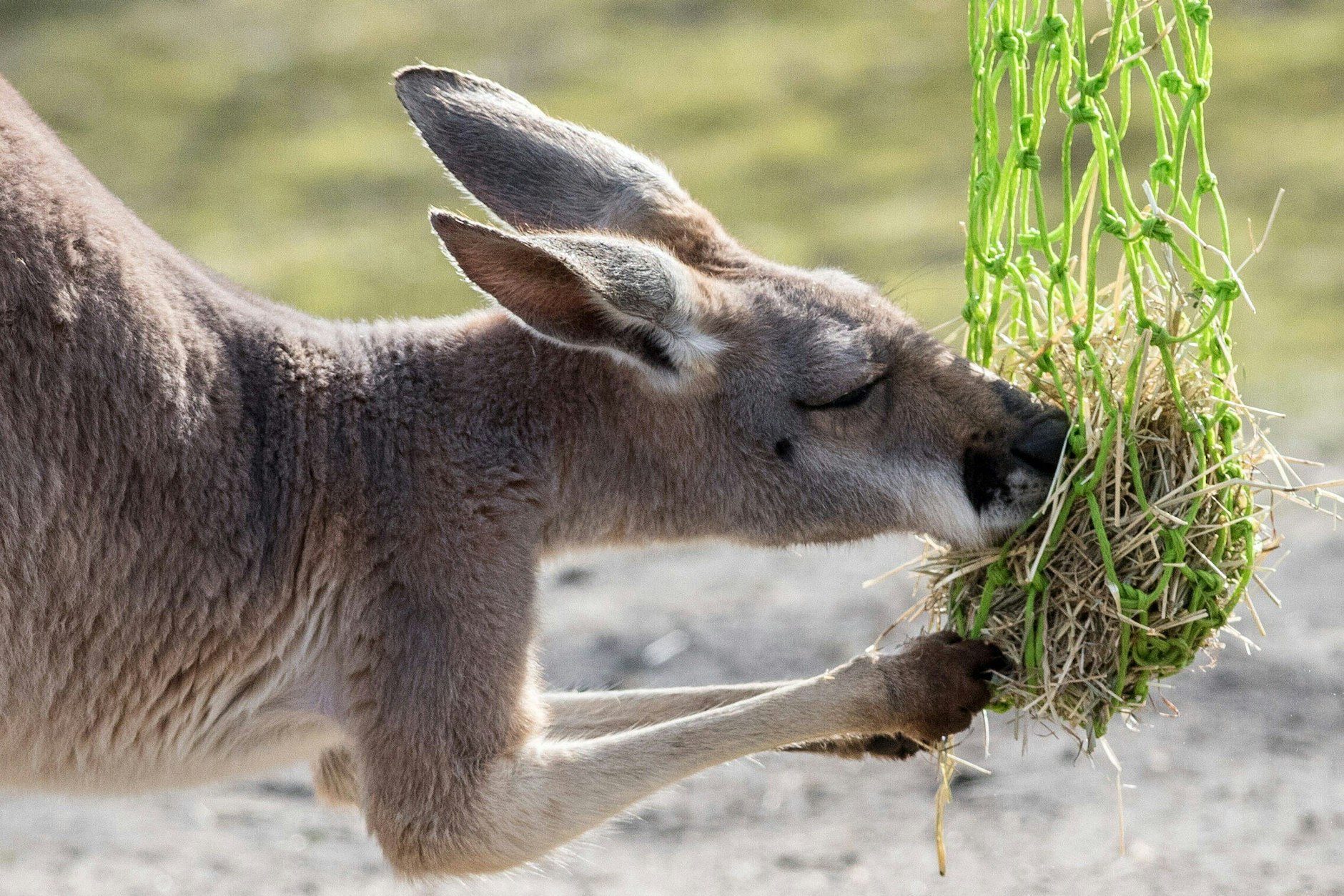 Seit Jahren leben im Berliner Zoo Rote Riesenkängurus – nun starb eines der Tiere plötzlich und unerwartet.