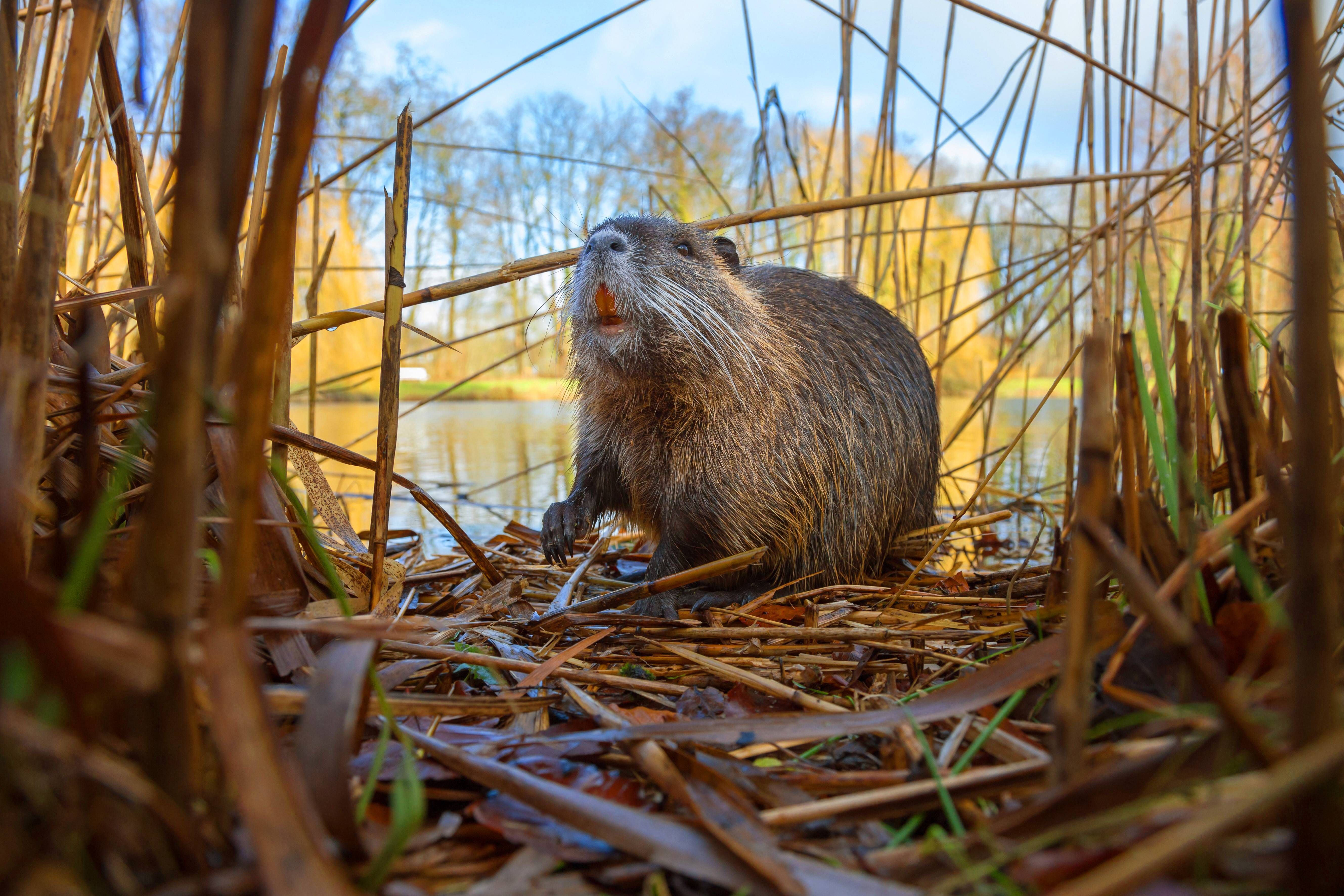 Image - Jetzt nagen sie schon am Flughafen BER! Verband erlaubt Biber-Abschuss