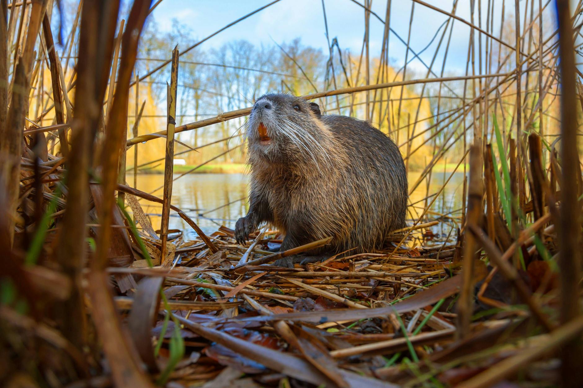 Biber-Krise am BER! Nagetiere gefährden Flugbetrieb – Brandenburg erlässt Abschussbefehl!