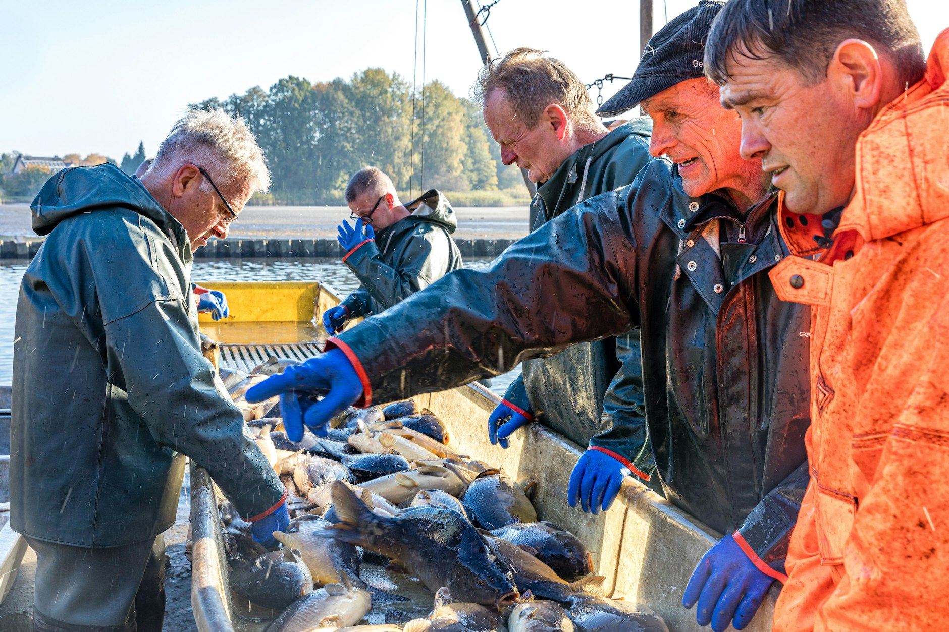 Fischer der Teichgut Peitz GmbH sortieren gefangene Fische beim Abfischen des Karpfenhälterteiches. 