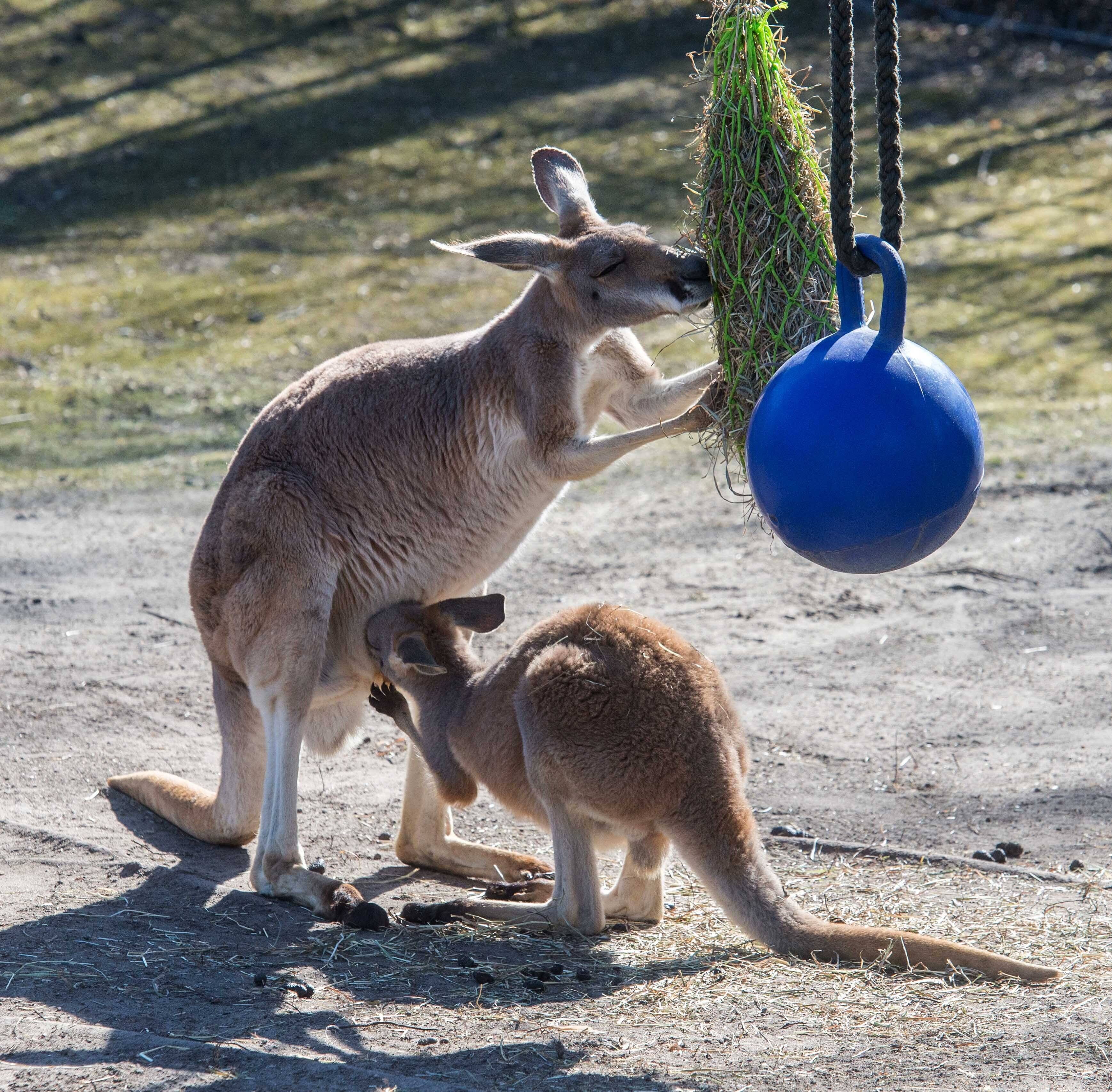 Schock im Zoo: Känguru-Mutter stirbt tragisch – Baby bleibt allein zurück