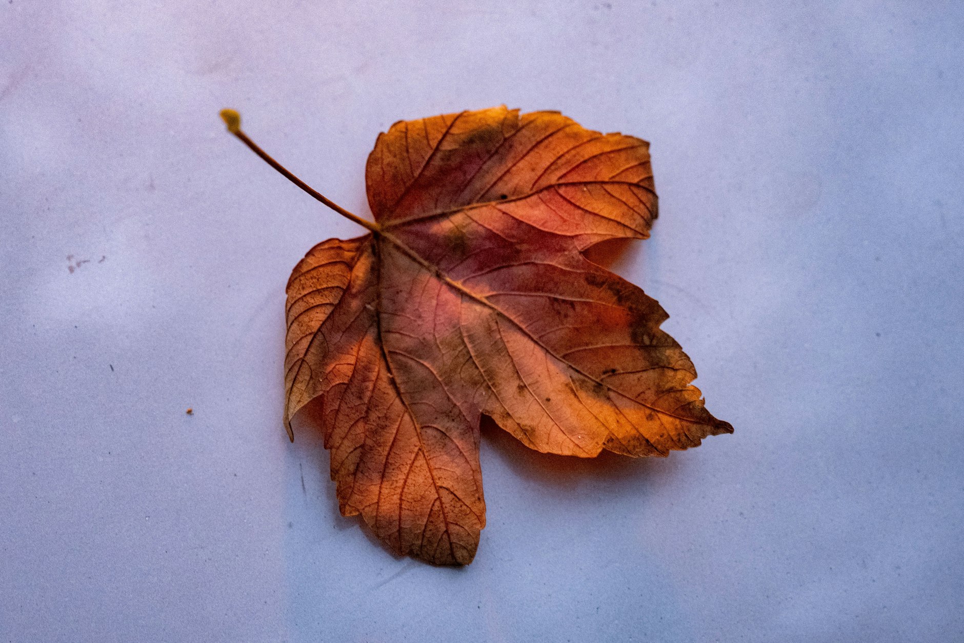 Blätter in herbstlichen Farben bereiten uns auf den Winter vor.