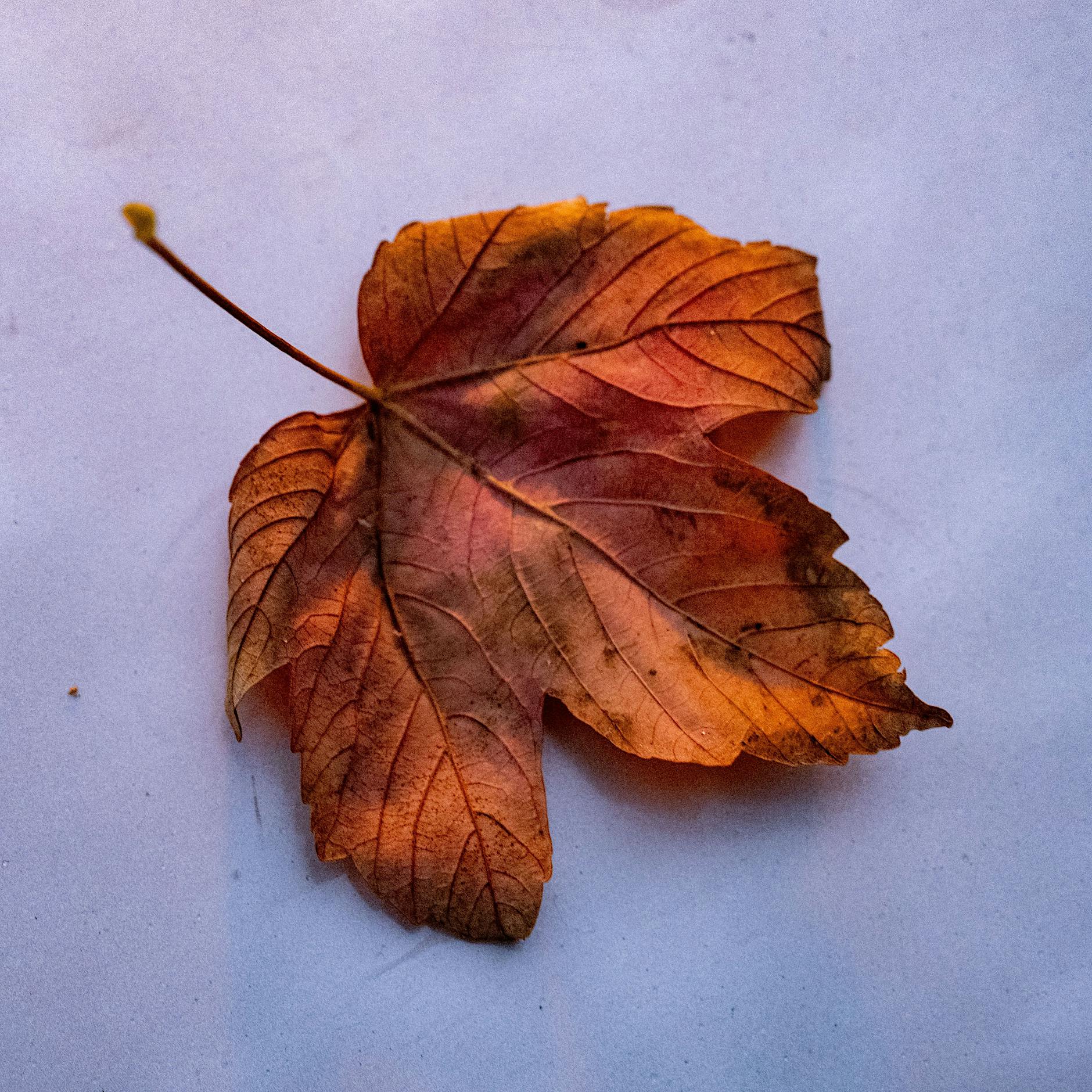 Herbst in Berlin: Sanfte Melancholie trifft auf eine Welt im Umsturz – Warum Radikal das neue Normal ist