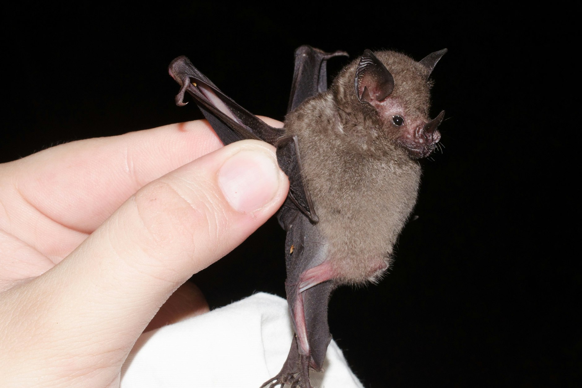 Eine Fledermaus dieser Art brachten eine Mutter und ihr Sohn versehentlich vom Zoo mit nach Hause.&nbsp; Auf dem Foto unten sehen Sie die Fledermaus aus Karlsruhe, wie sie an der Zoobesucherin hängt.