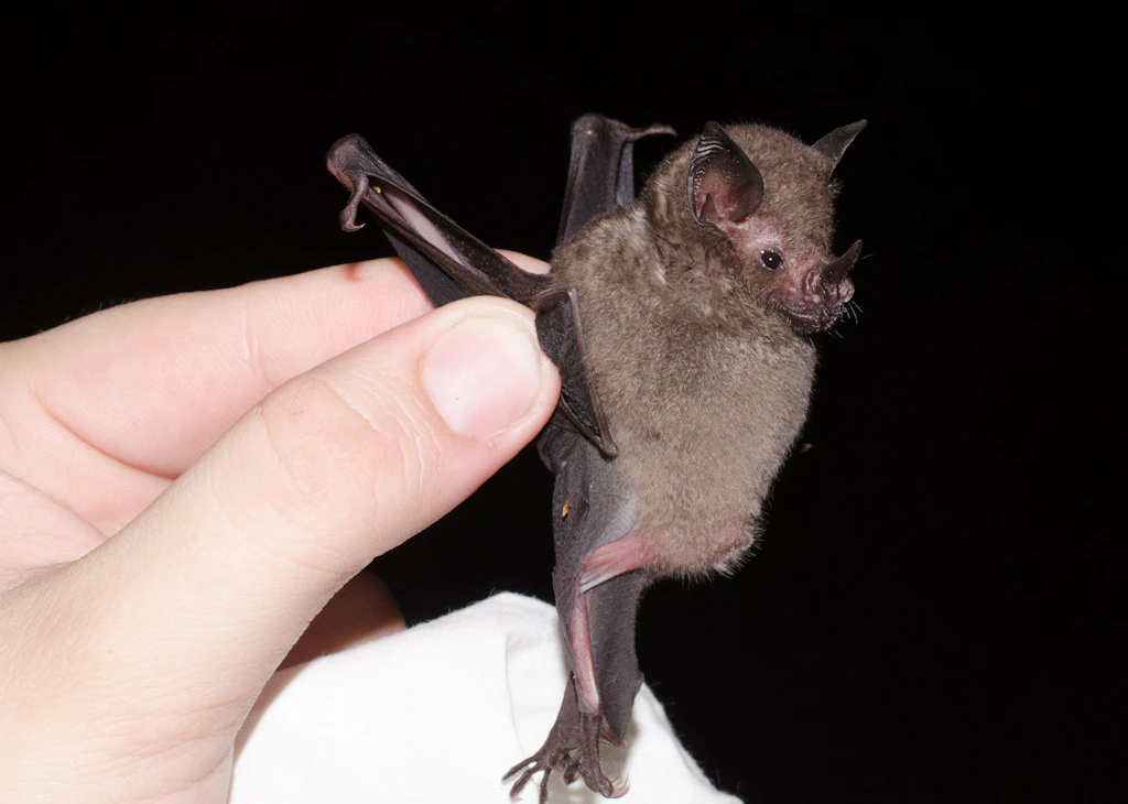 Tier-Flucht: Fledermaus schmuggelt sich mit Besucherin aus dem Zoo