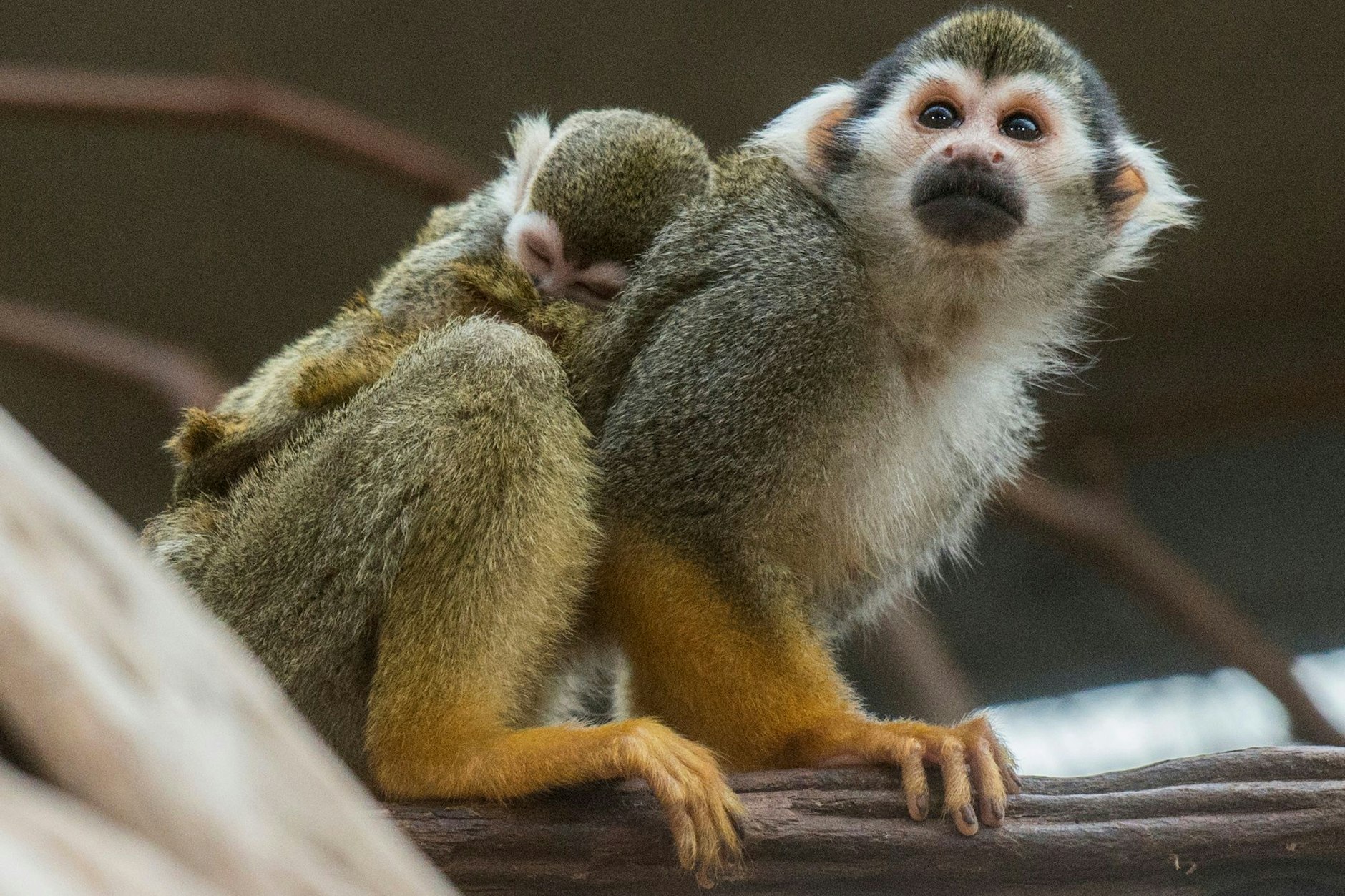 Bei den Totenkopfäffchen im Berliner Zoo gab es Nachwuchs.