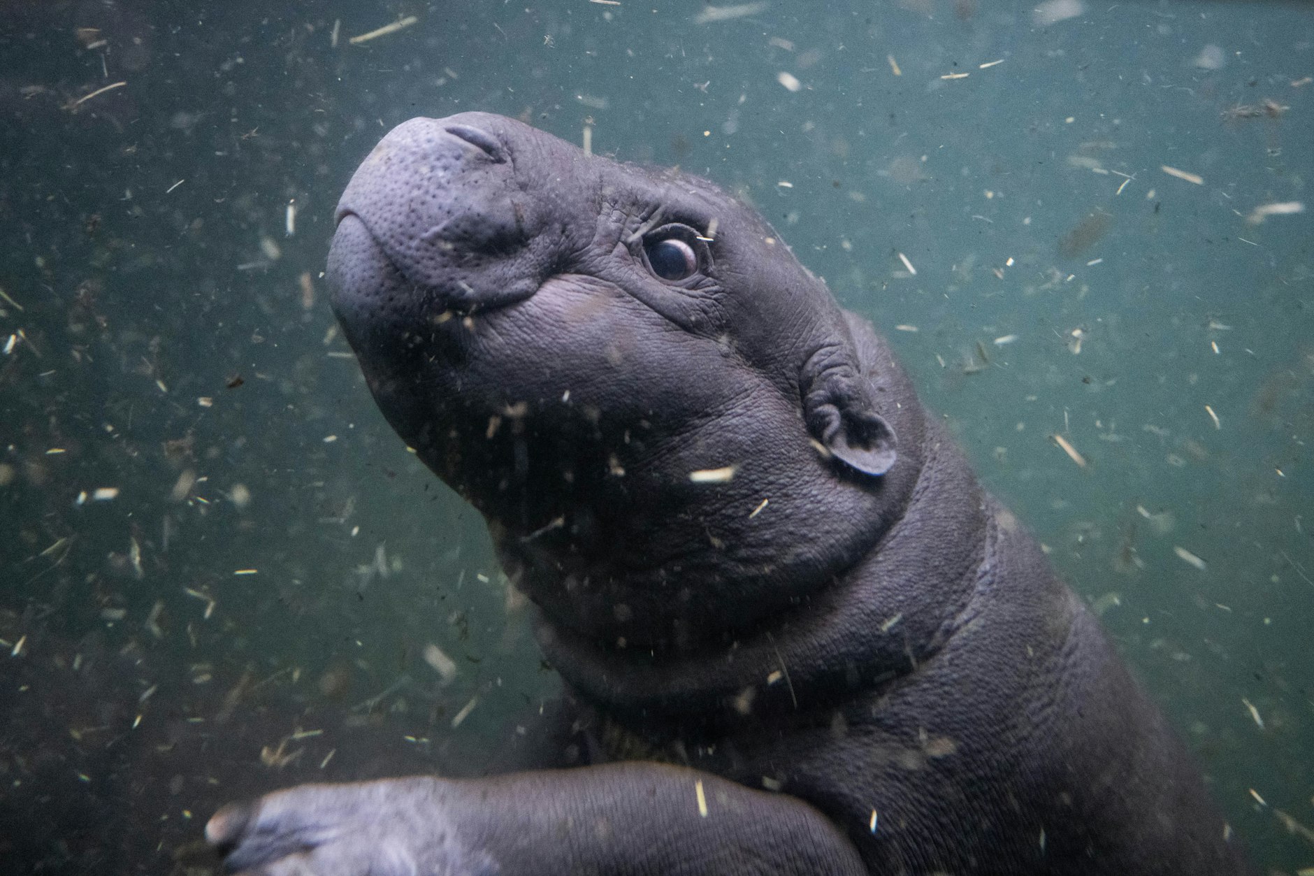 Toni, das kleine Zwergflusspferd aus dem Zoo Berlin, unternimmt ihren ersten Tauchgang vor Publikum im tieferen Becken der Innenanlage der Hippo Bay im Zoo.