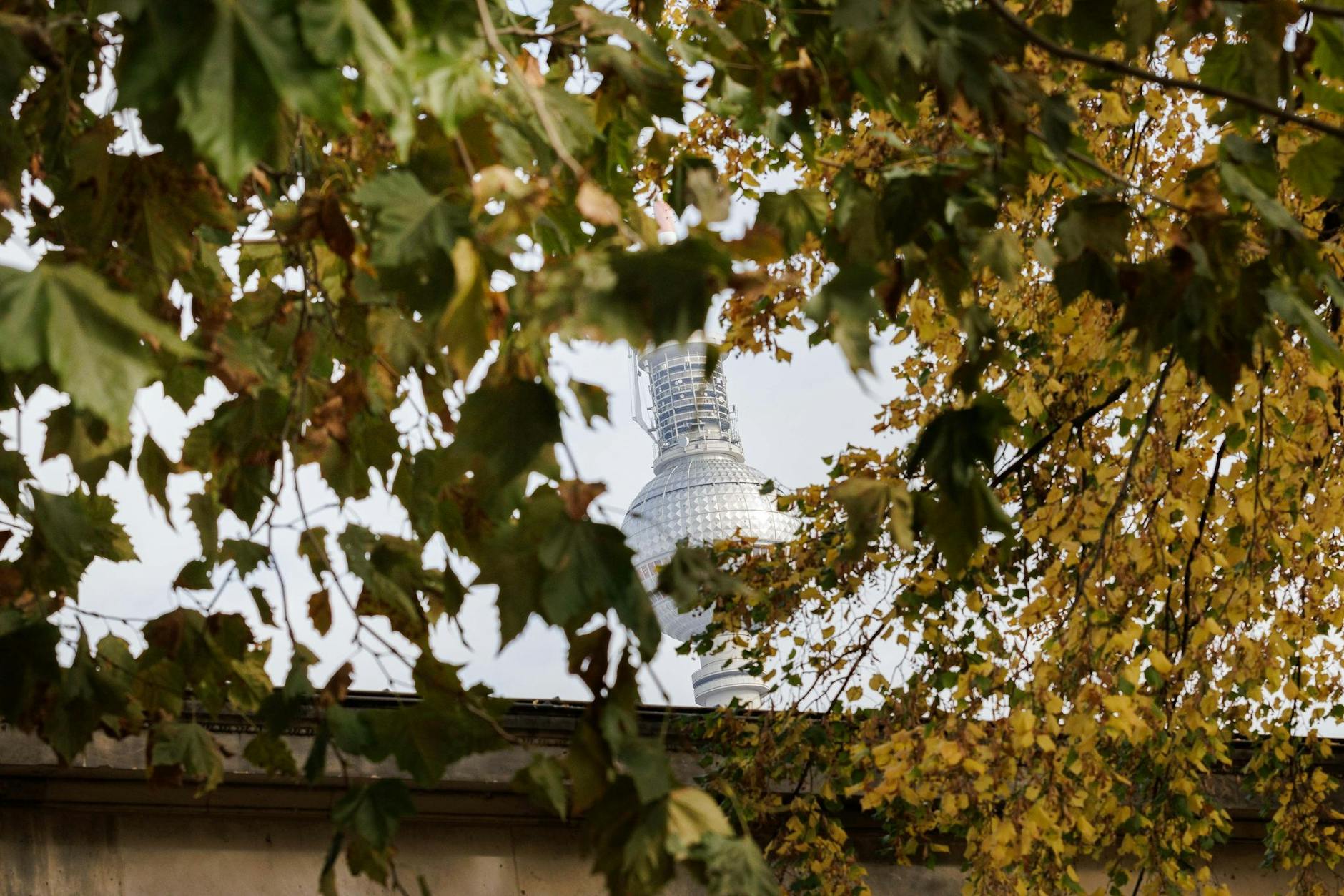 Hinter herbstlich gefärbten Blättern sieht man den Berliner Fernsehturm.