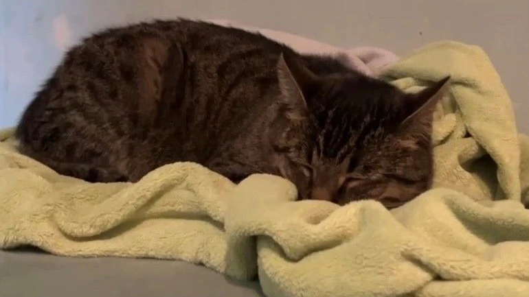 Bei so einem Anblick wird jeder schwach: Heimlich ist Twinkie beim Lüften durch das offene Fenster in das Zimmer des Sohnes gekommen, macht es sich auf dem Bett bequem und schläft dort ein. Hat sie keinen Besitzer mehr?