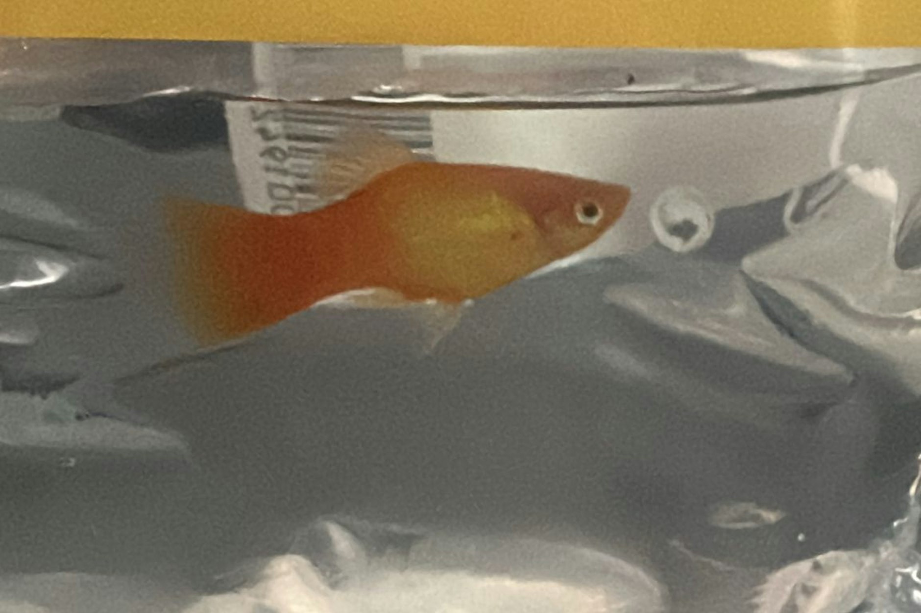 Diesen ausgesetzten Fisch brachte eine Frau zur Bundespolizei in Hamburg.