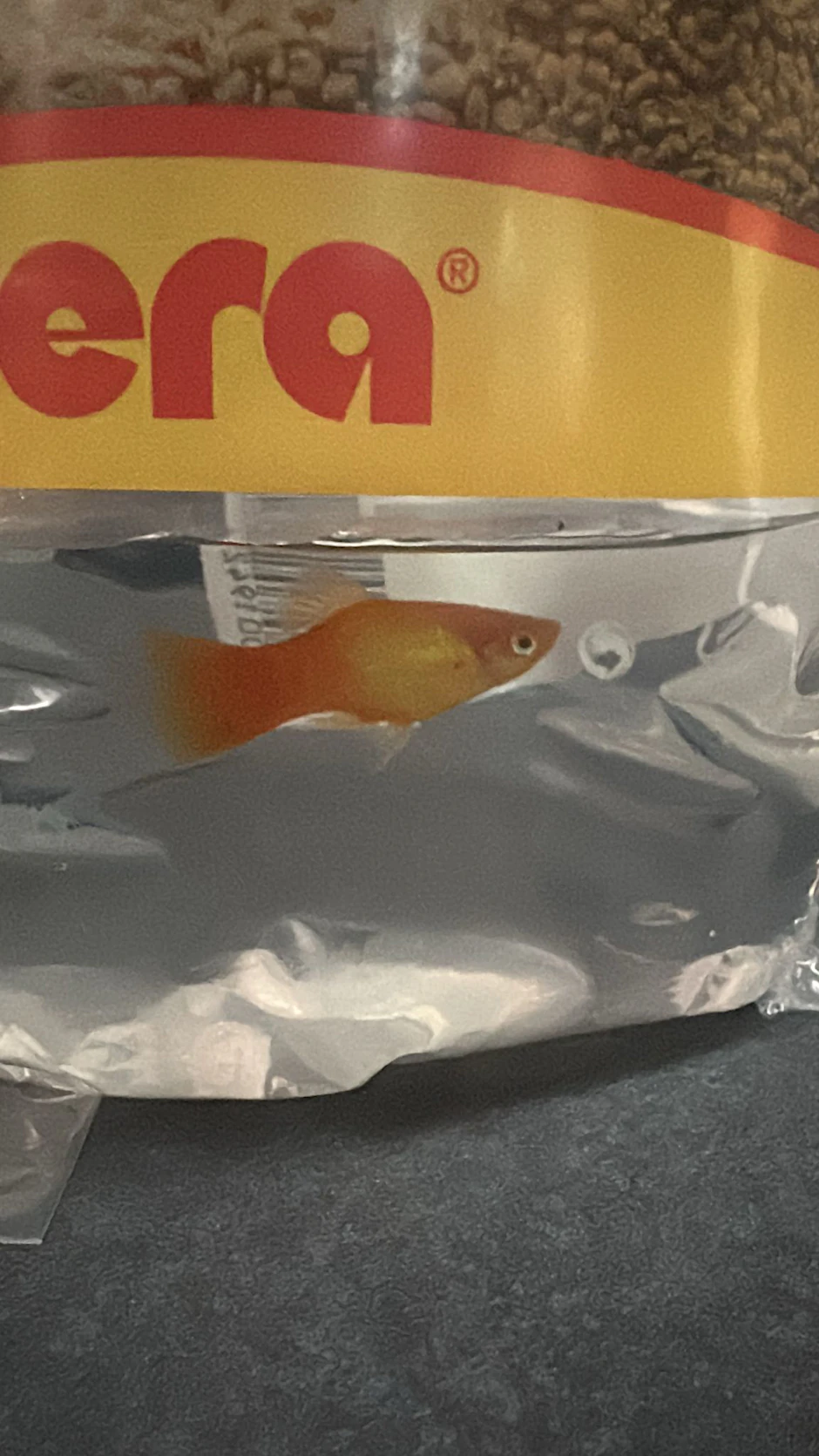 Diesen ausgesetzten Fisch brachte eine Frau zur Bundespolizei in Hamburg.