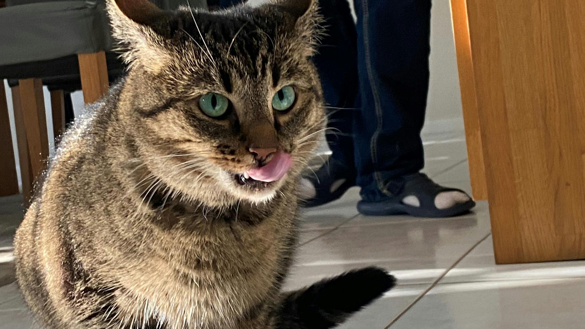 Twinkie, unser Katzen-Gast auf Zeit: Immer wieder kam die Mieze zu uns, suchte in der Familie des Autors offenbar ein neues Zuhause. Denn sie will mehr als nur Futter.
