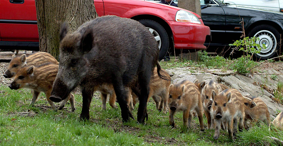 Nicht das erste Mal werden Wildschweine in Berlin gesichtet. Diese Aufnahme ist schon etwas älter.
