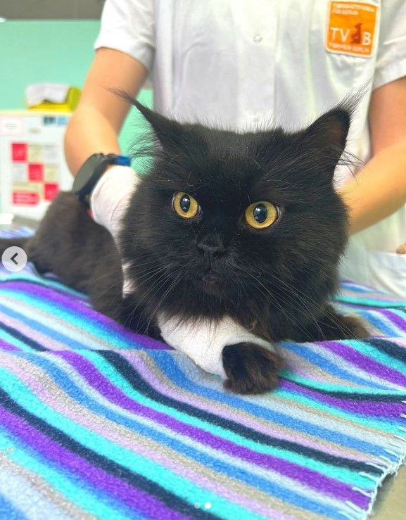 Image - Tierheim Berlin: Drei schwarze Kater abgegeben - Besitzer gesucht