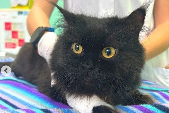 Der Tierschutz Berlin sucht nach den Besitzern dieses Katers. 