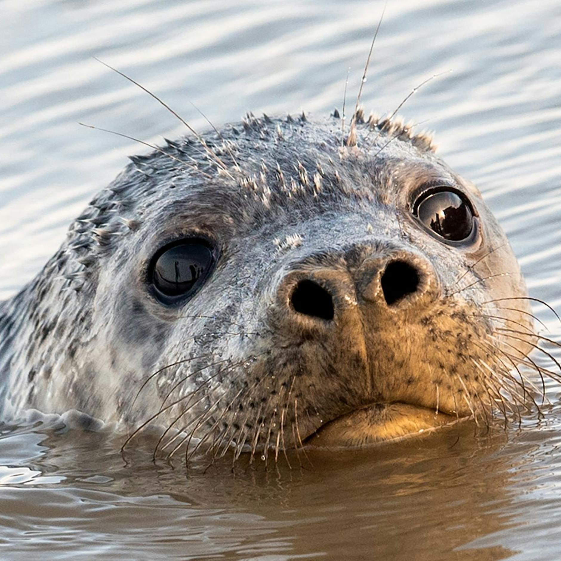 Warum sterben die Robben auf Rügen? Neuer, schrecklicher Verdacht!