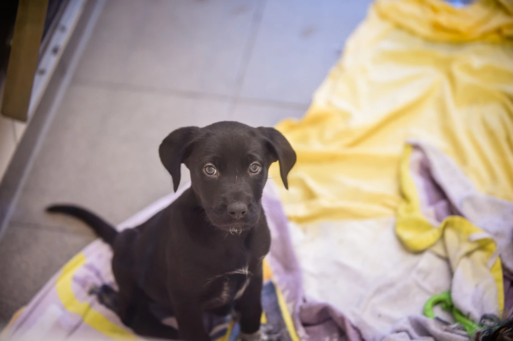 Tierquäler-Bande vor Gericht! SO lief der Welpen-Betrug in Berlin