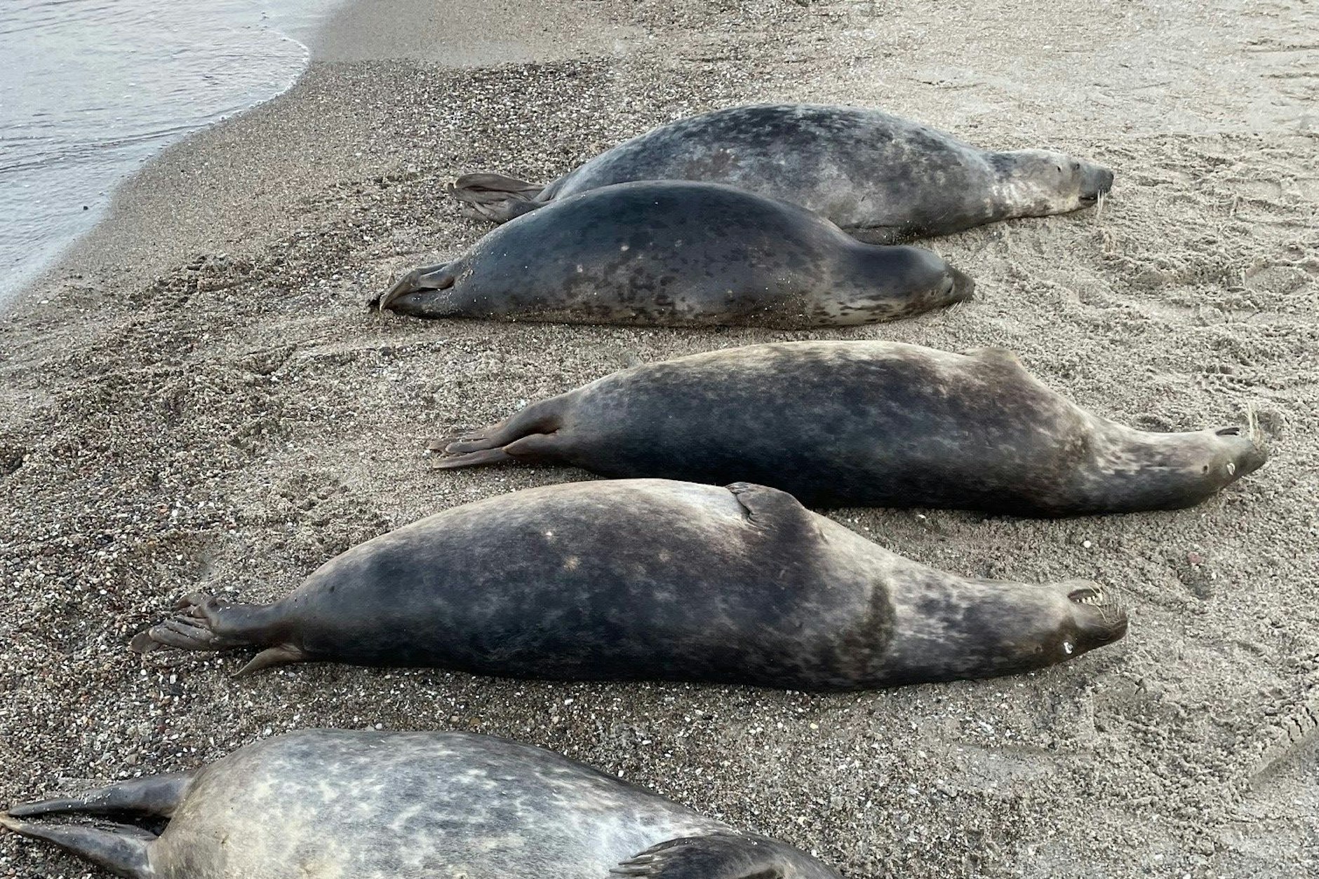 Warum sterben die Robben auf Rügen?