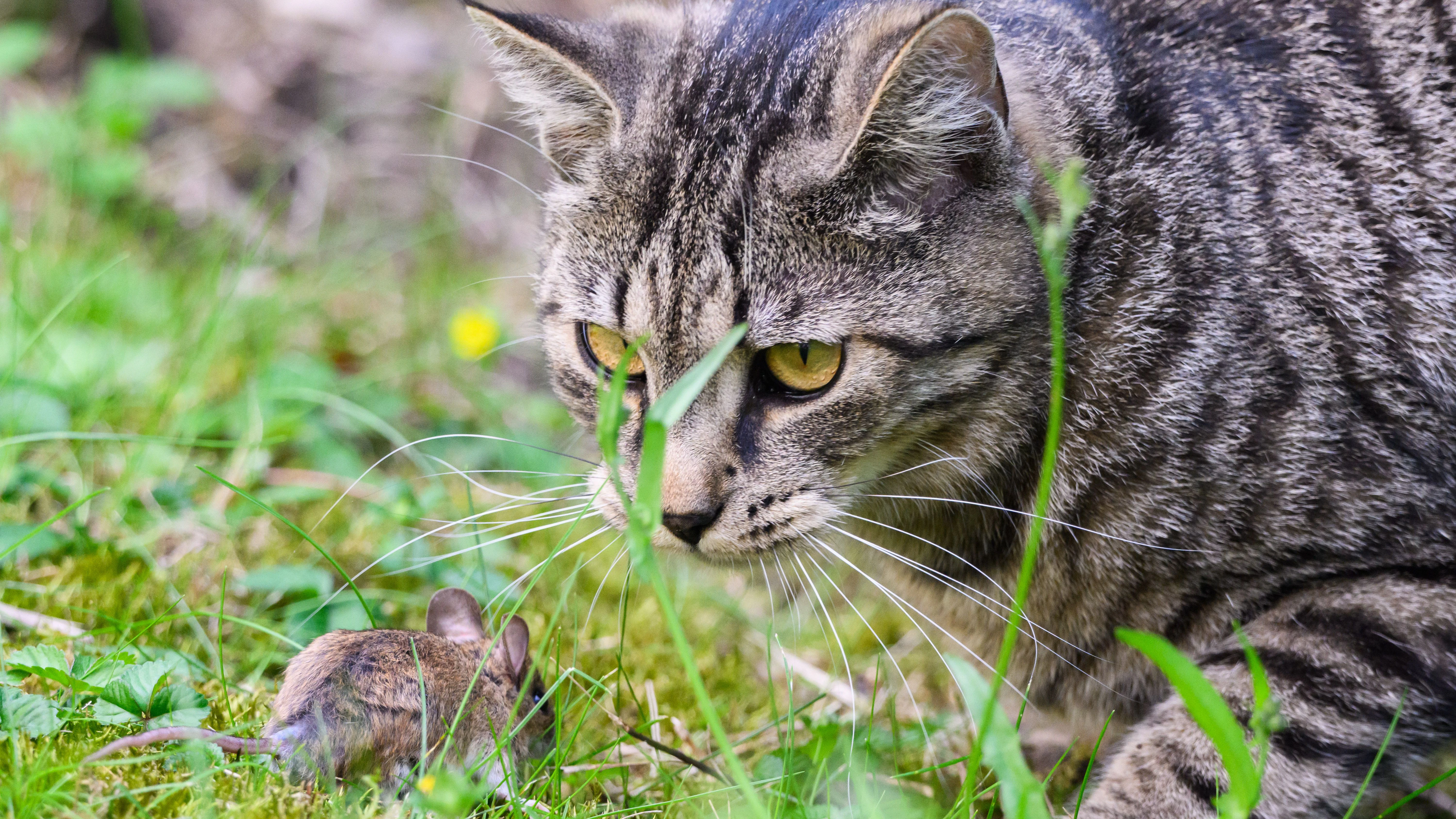 Eine Katze jagt eine Maus. Aber auch sie selber lebt nach Angaben des Landesjagdverbandes Brandenburg gefährlich.&nbsp;