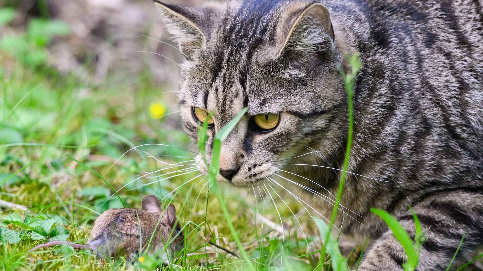 Eine Katze jagt eine Maus. Aber auch sie selber lebt nach Angaben des Landesjagdverbandes Brandenburg gefährlich.&nbsp;