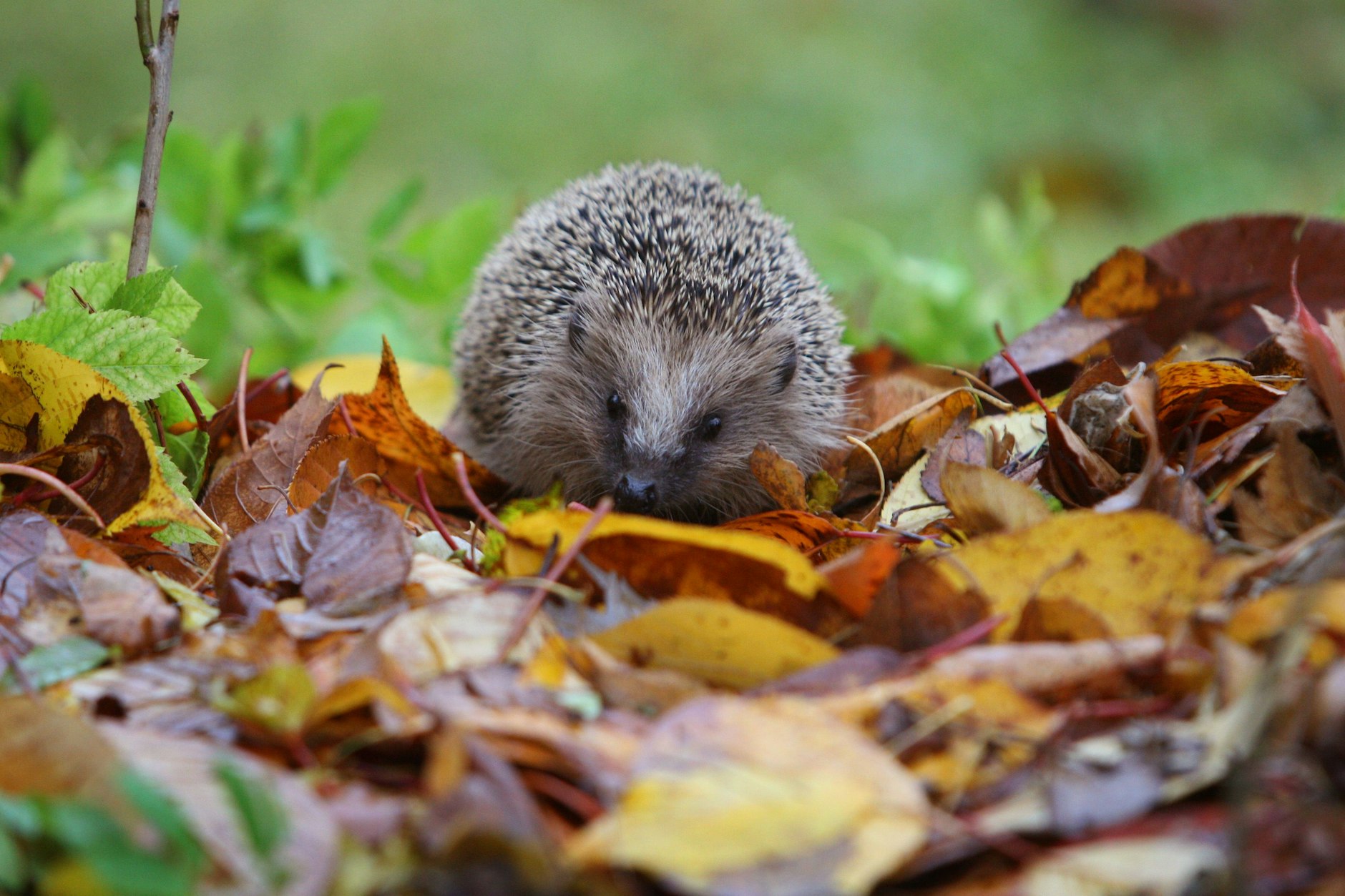 Unter Igeln geht die Tierseuche Bornavirus wieder um.
