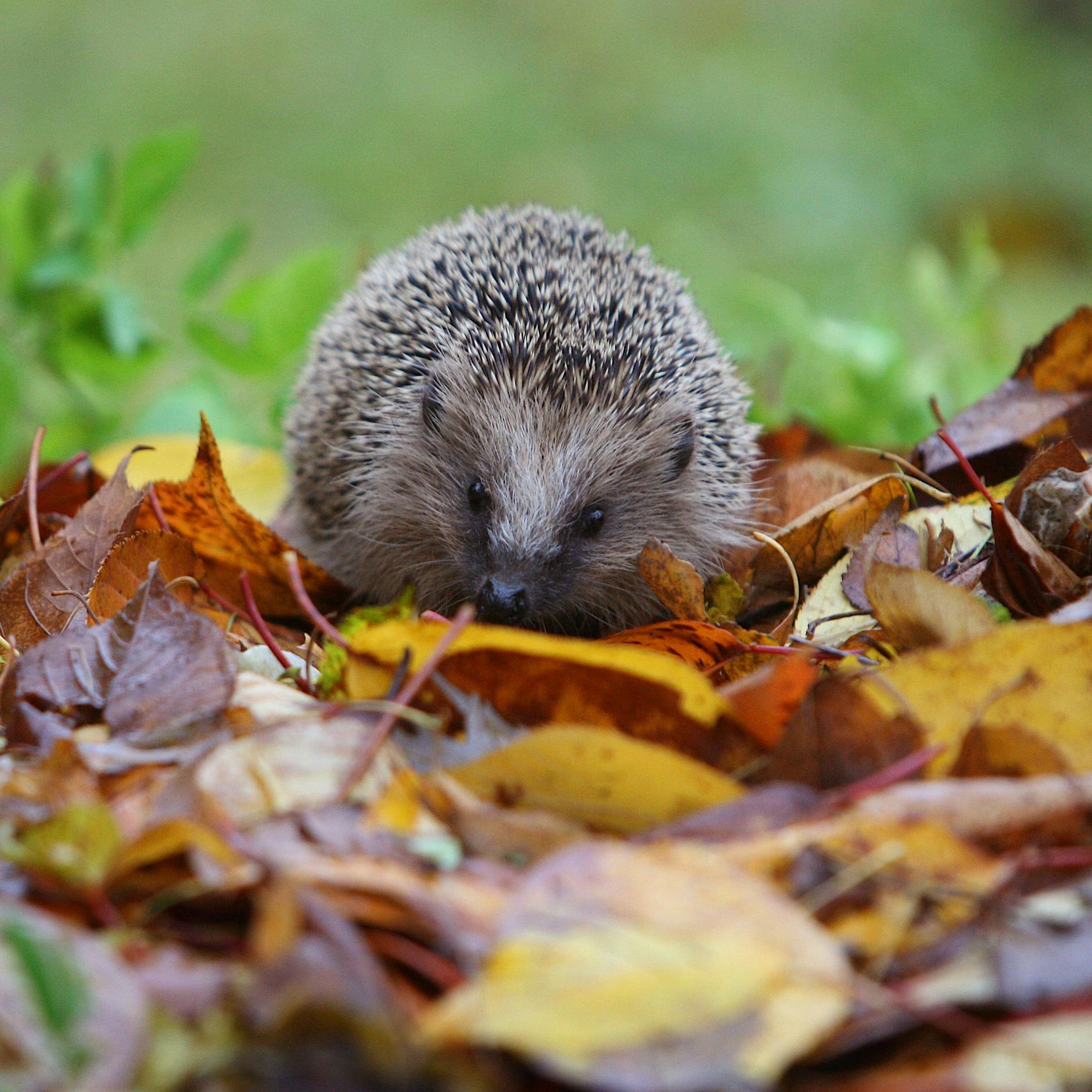 Bornavirus bei Igeln nachgewiesen – Landratsamt in Bayern warnt