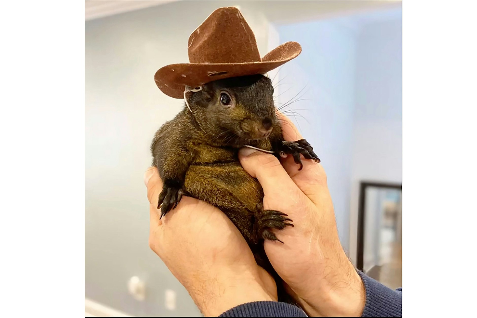 Eichhörnchen Peanut. Das Eichhörnchen wurde von Beamten des State Department of Environmental Conservation beschlagnahmt und getötet.