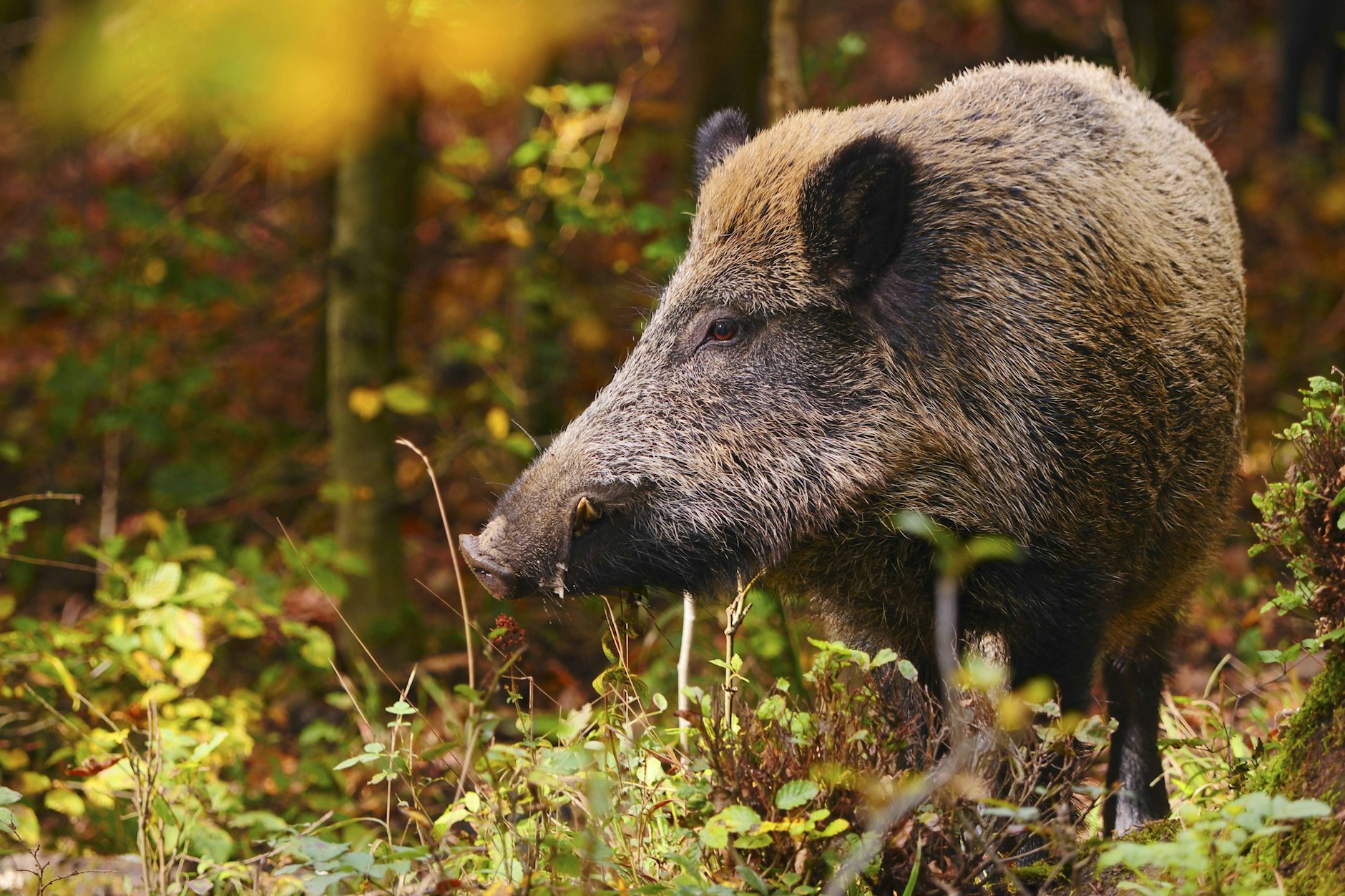 Ein Wildschwein kommt an sich selten allein.