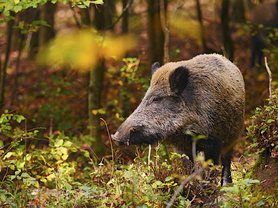 Ein Wildschwein kommt an sich selten allein.