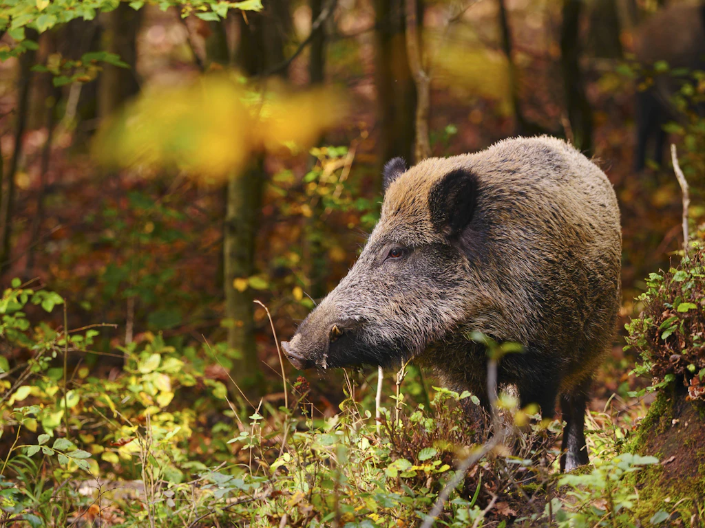 Der Irrtum des Fernsehkochs: Warum Wildschweinfleisch nicht bio sein kann
