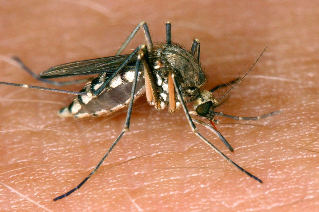 West-Nil-Virus: Zahl der gemeldeten Fälle steigt in Deutschland – schon vier Bezirke in Berlin betroffen