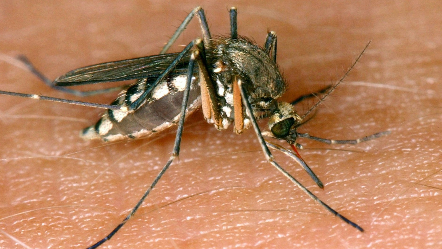 Eine heimische Mücke saugt Blut. Sie überträgt auch das West-Nil-Virus.