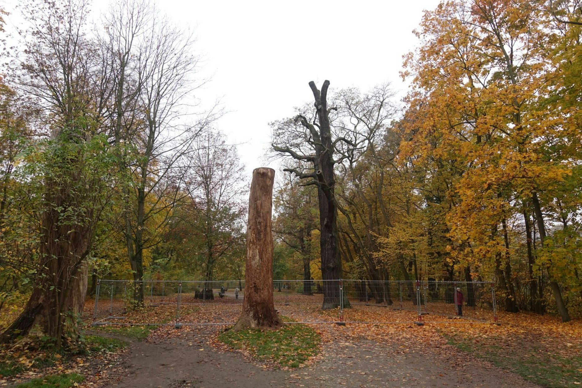 Der Baum im Vorgrund wurde schon heruntergekürzt, jetzt ist auch die große, über 300 Jahre alte Stieleiche dahinter tot. Er ist eingezäunt, um Spaziergänger zu schützen.