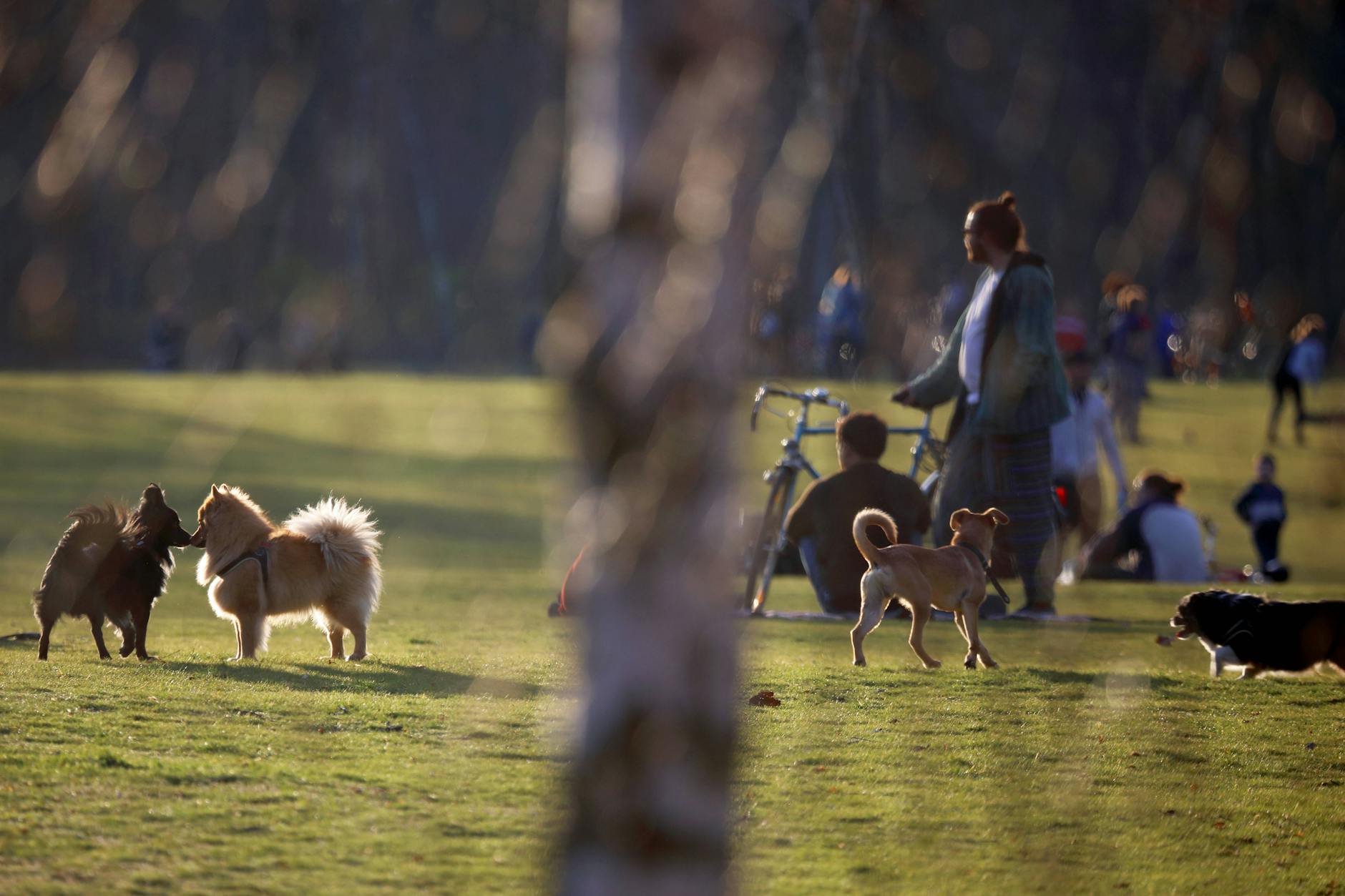 Tiere gehen ja immer: Hunde in einem Berliner Park