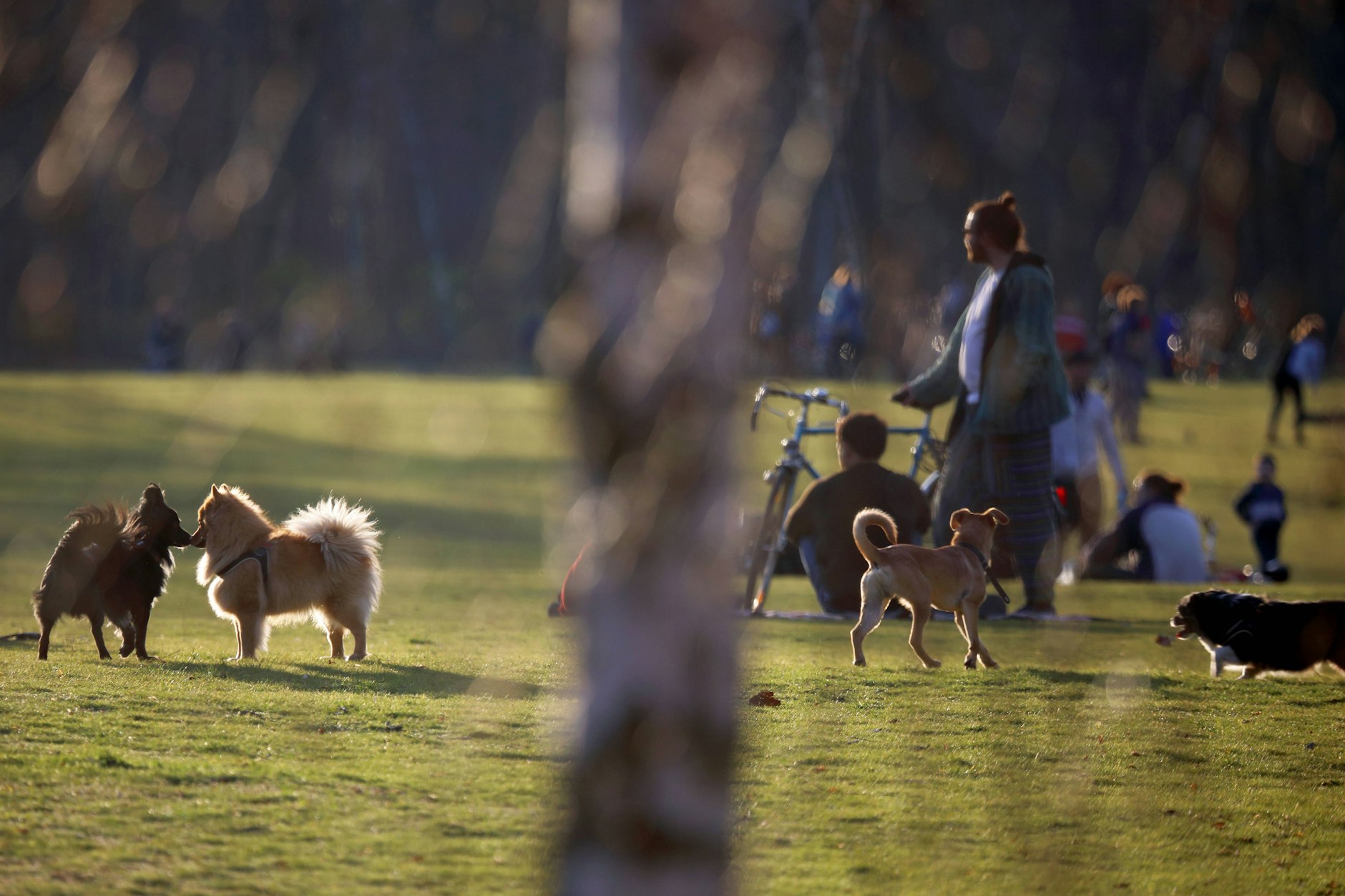 Tiere gehen ja immer: Hunde in einem Berliner Park
