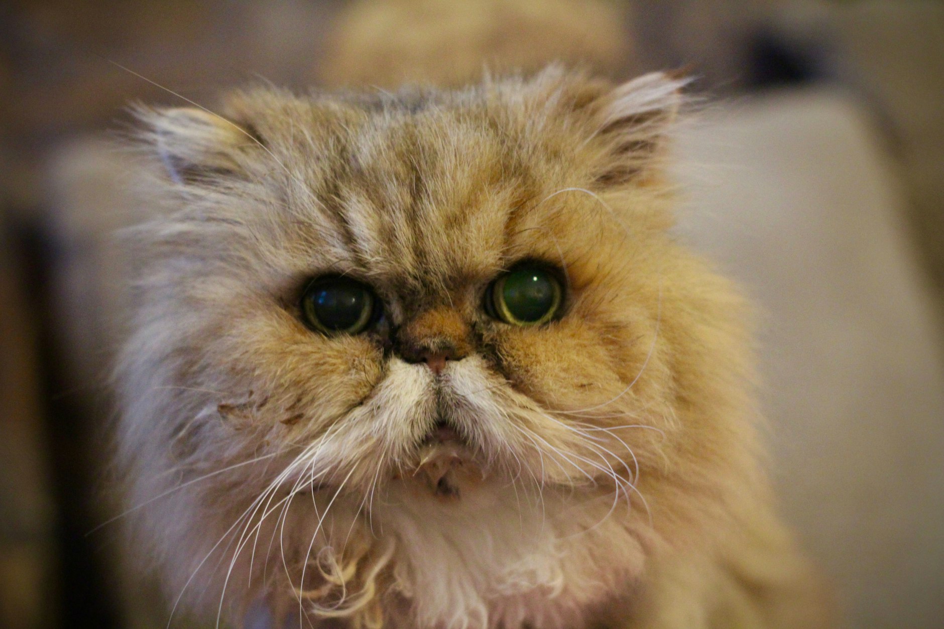 Das ist Gertruds Mitbewohner, der namenlosen Wuschelkater, den sie von einer verstorbenen Freundin übernommen hat. In Katzenjahren nähert sich dieses Tier dem Alter von Gertrud. „Mein Prinz“, nennt sie ihn liebevoll.
