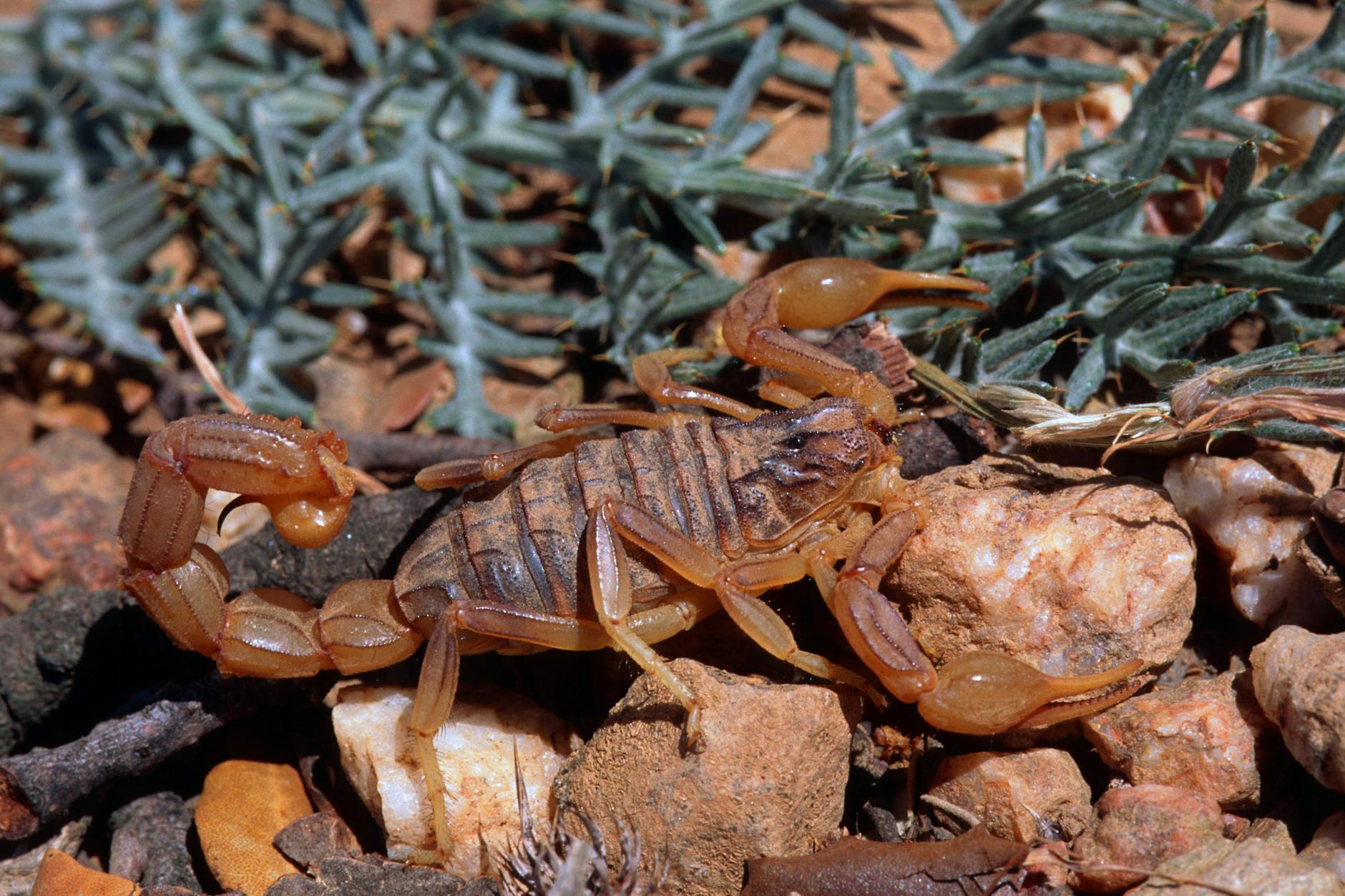 Der Gelbe Mittelmeerskorpion ist einer der giftigsten Skorpione der Welt - für Kinder kann sein Stich tödlich enden.