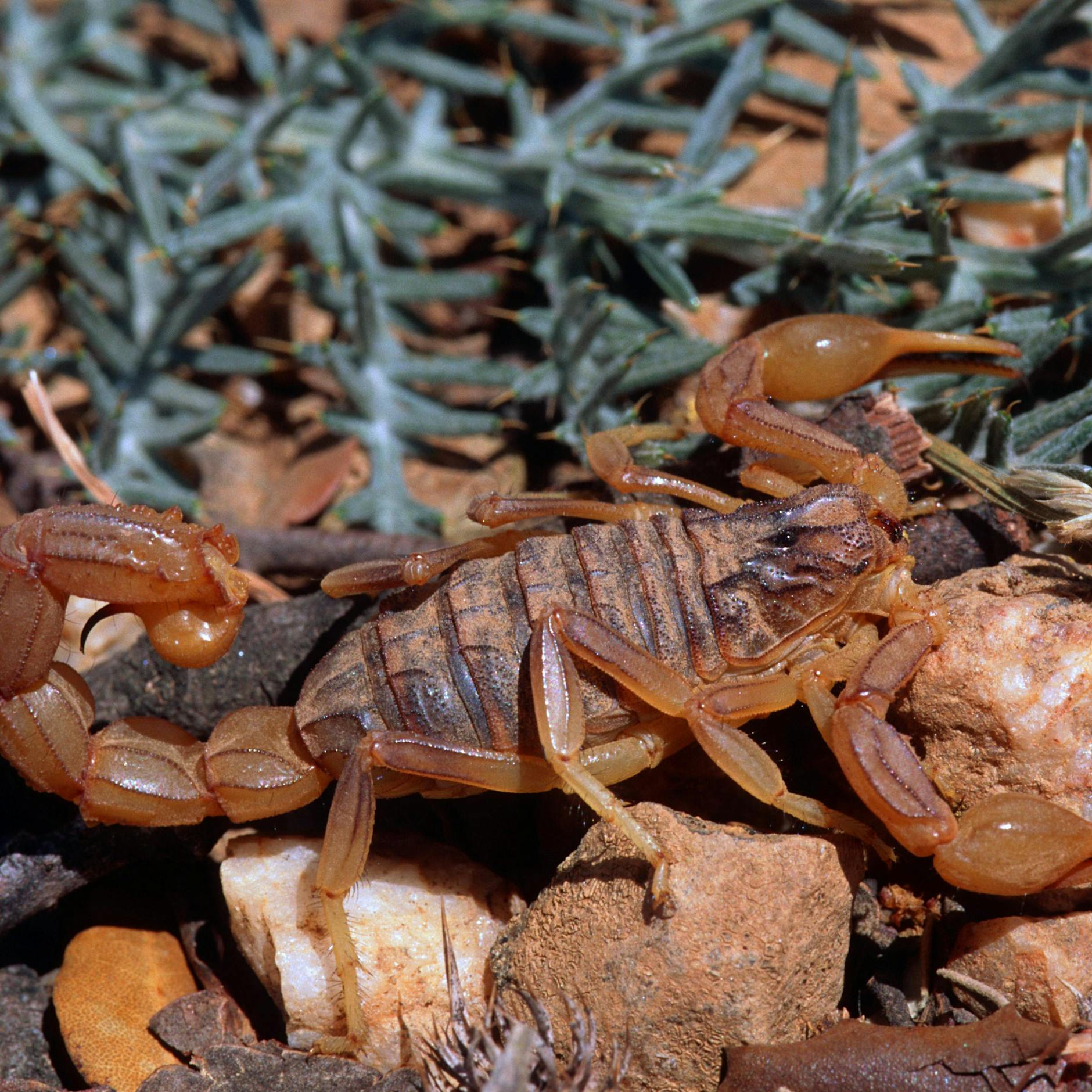 Albtraum! Gift-Skorpion versteckt sich in „Shein“-Paket und sticht zu