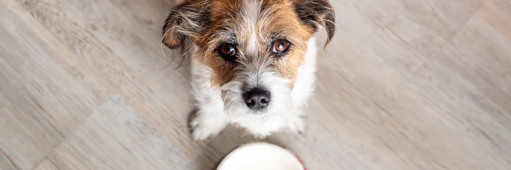 hundebett fr menschen klappbar Schickes groes Plsch-Hundebett, faltbares menschliches Hundebett   FUNNYFUZZY