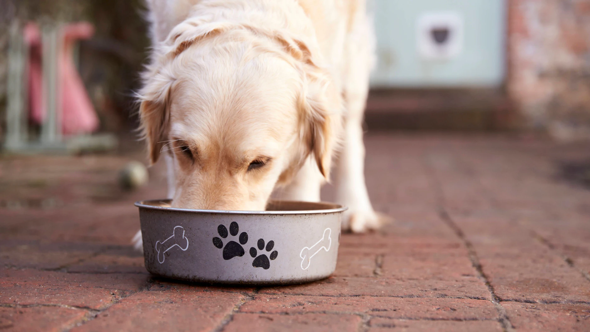 Entscheidend ist neben den Inhaltsstoffen des Hundefutters auch, dass die Tiere das Futter gerne fressen.
