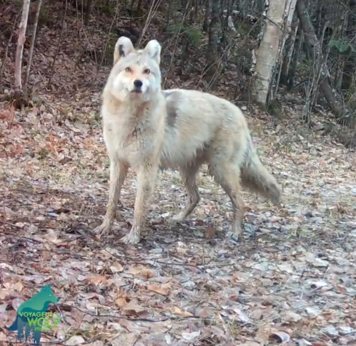 Wolf, Kojote oder Hund? Experten rätseln über mysteriöses Tier +++ mit Video!