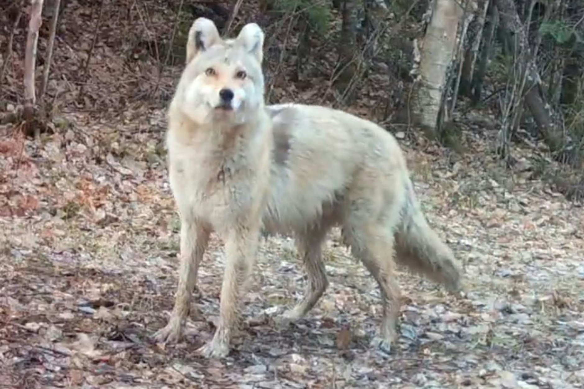 Ein Hund, Wolf, Coyote oder eine Mischung von allem?